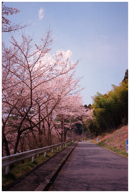 2011桜巡り・家桜_d0221804_2204079.jpg