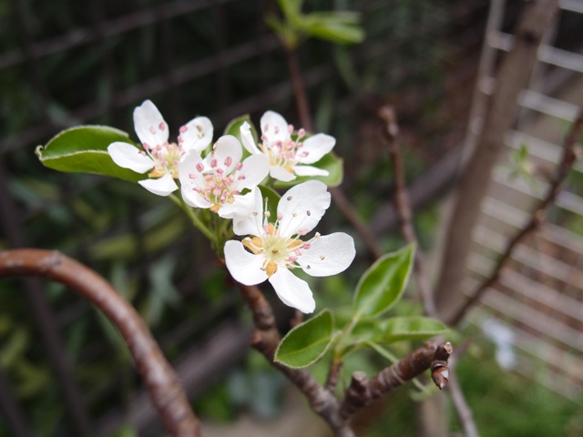 果樹の花　　　　4月22日　[金]_e0018604_14462587.jpg