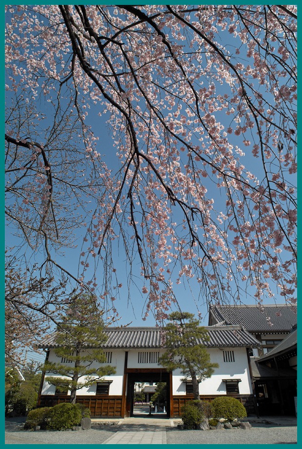 2011年・桜[1]_b0221605_1134551.jpg