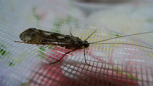 渋い羽根の模様をした虫 昆虫ブログ むし探検広場 渋い羽根の模様をした虫 昆虫ブログ むし探検広場