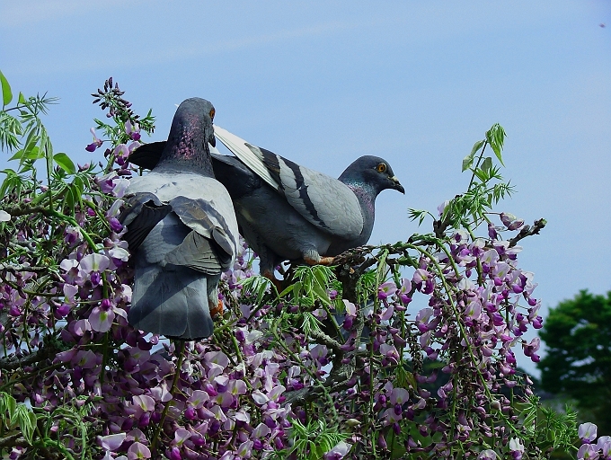 蓮華寺池公園もいよいよ藤の季節_f0072008_0195860.jpg