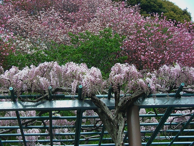 蓮華寺池公園もいよいよ藤の季節_f0072008_0201287.jpg