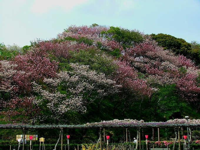 蓮華寺池公園もいよいよ藤の季節_f0072008_0202684.jpg