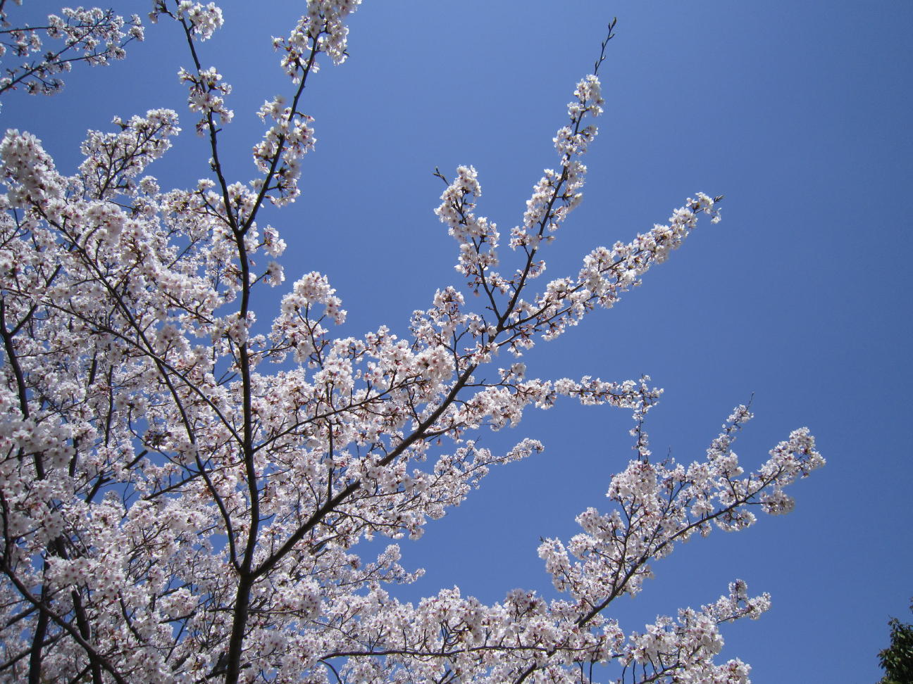 c0180009_101511.jpg