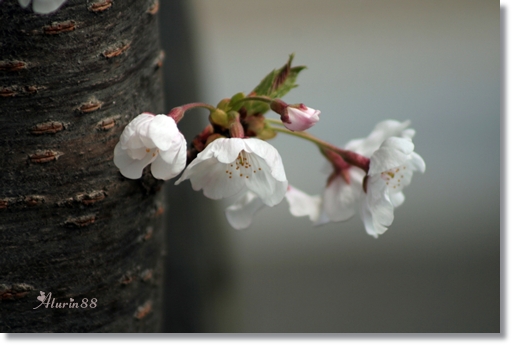 桜便り・・・・一の坂川_d0025414_22463489.jpg