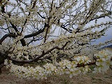 八ヶ岳ヒーリングツアー③_c0200917_18111857.jpg