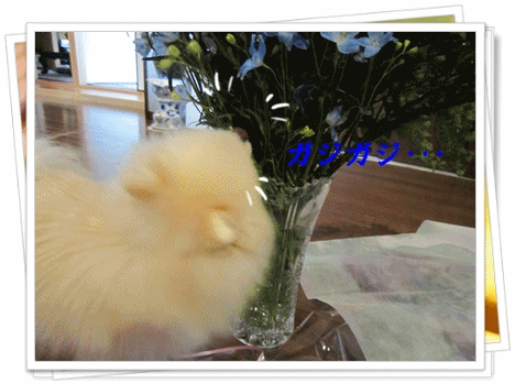 b0167519_9153382.gif