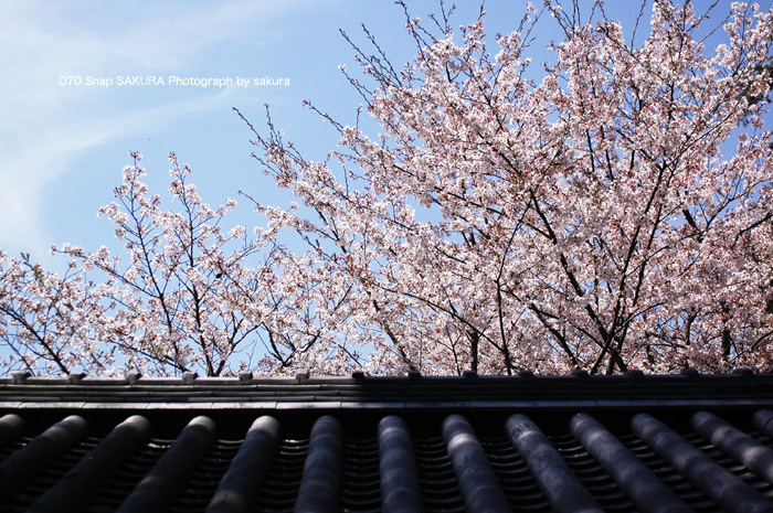 桜と瓦_c0174120_117654.jpg
