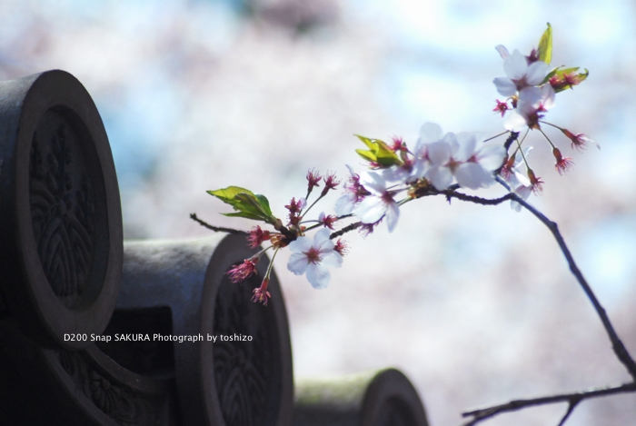桜と瓦_c0174120_182644.jpg