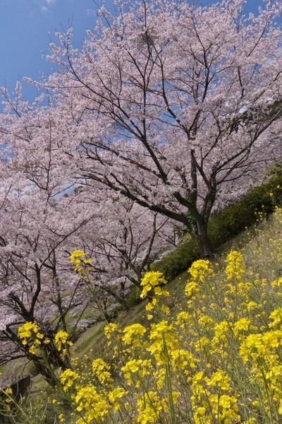 桜風景_d0177220_14154360.jpg
