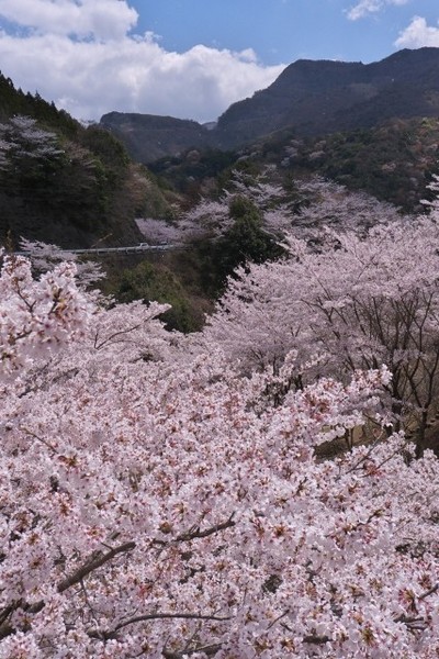 桜風景_d0177220_14155661.jpg