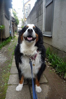 レトロな路地を抜けて、公園へ_e0203322_20556.jpg