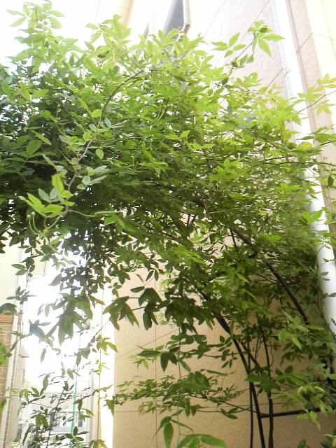 d0169933_10291777.jpg