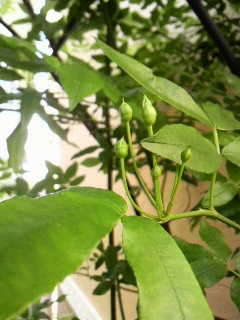 d0169933_10312399.jpg