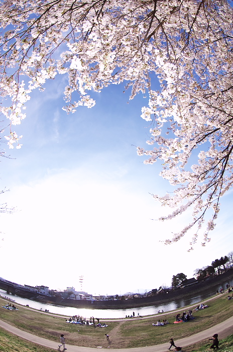 白石川堤一目千本桜_c0211639_22461567.jpg