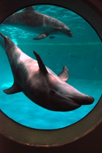 浅虫水族館 あちゃこちゃばやばや 浅虫水族館 あちゃこちゃばやばや