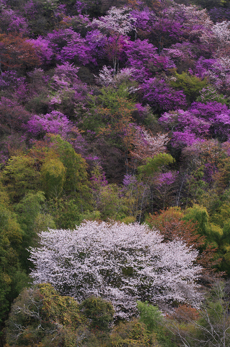 ミツバツツジと山桜（高雄）_f0155048_2321557.jpg