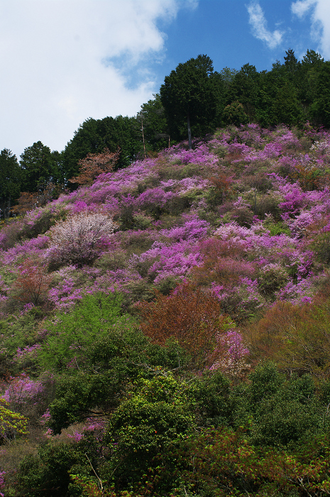 ミツバツツジと山桜（高雄）_f0155048_23232896.jpg