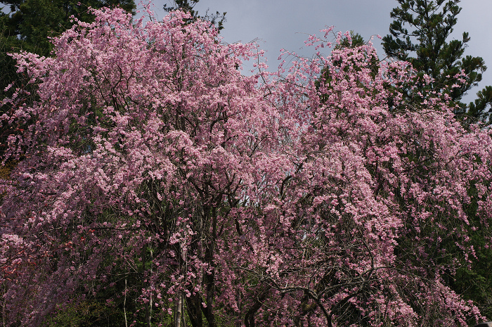 ミツバツツジと山桜（高雄）_f0155048_2327491.jpg