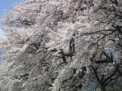 今年の桜　～山梨・真原桜並木～_a0162251_152603.jpg