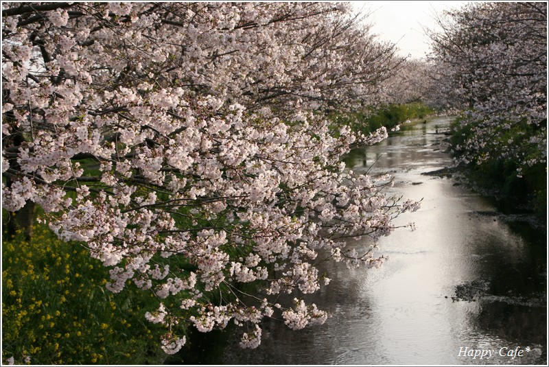 斜光を浴び微笑む桜子ちゃん♪　～川辺に咲く桜並木～_a0167759_16372083.jpg
