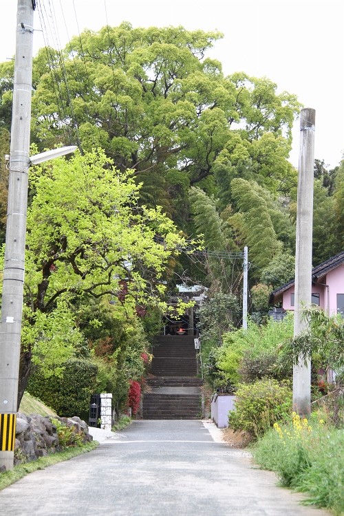 小山諏訪神社のクスノキ_b0123359_21222593.jpg