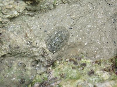 c0180460_1626780.jpg