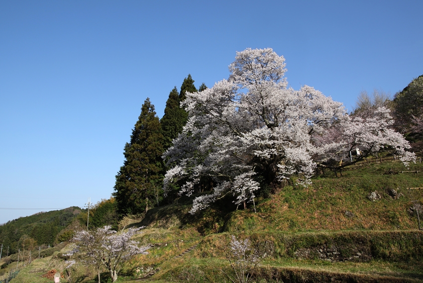 佛隆寺の千年桜、樹齢900年奈良県下最大_b0173867_17232211.jpg