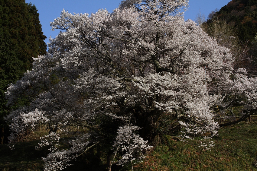 佛隆寺の千年桜、樹齢900年奈良県下最大_b0173867_17234646.jpg