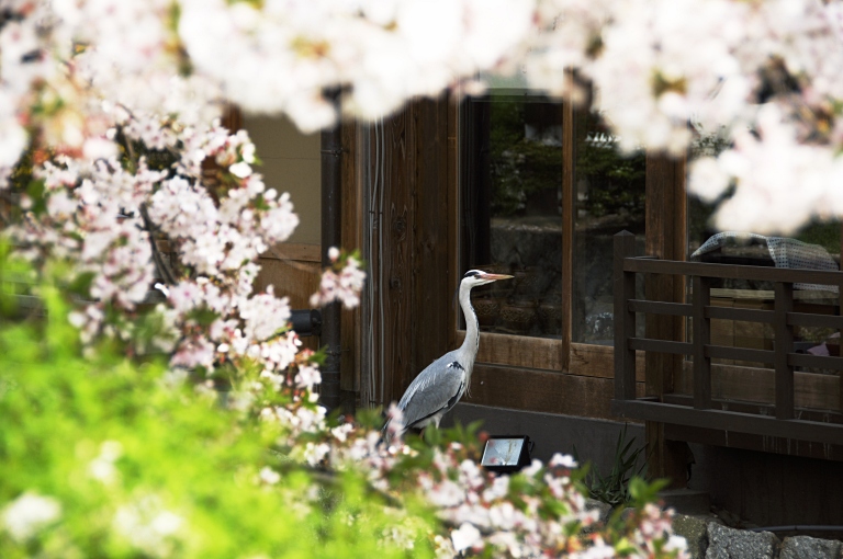 京都桜三昧ポタ--祇園白川--20110411_a0050572_915442.jpg