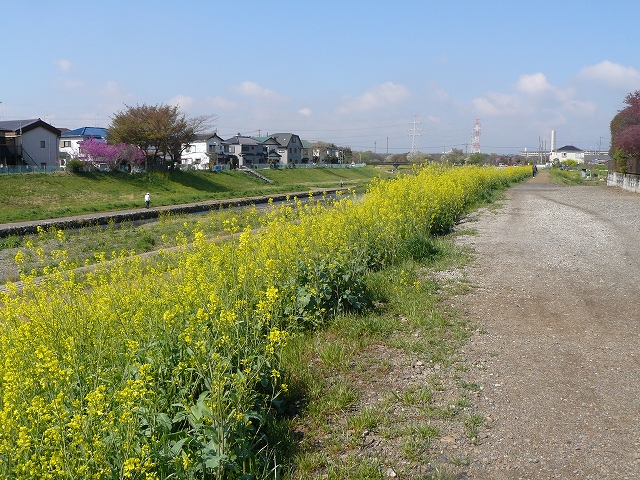 初掲載・・・「モンシロチョウ」　春型_d0019074_7332852.jpg