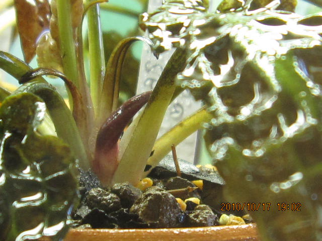 a0188677_1133766.jpg