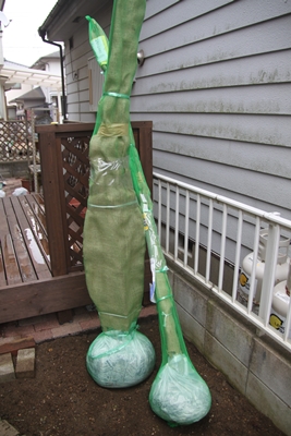 e0027083_2330624.jpg