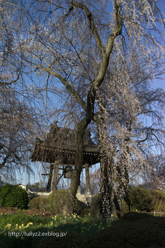 安養寺のサクラ　（２）_e0109883_2321253.jpg