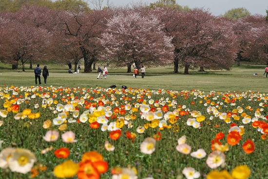 チューリップ　in昭和記念公園_f0030085_17435989.jpg