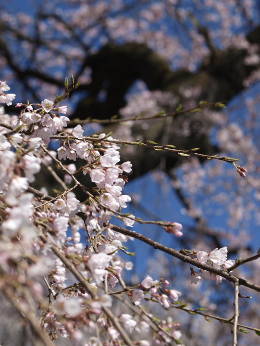 No.94　愛知県　一宮市　光明寺公園　木曽川堤　桜_b0120889_101616.jpg