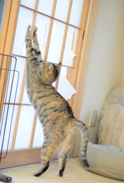 猫を飼うということ_a0126590_2311923.jpg