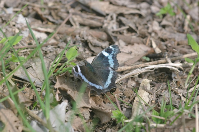 e0070891_17325375.jpg