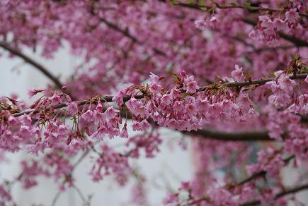 \'さまざまな事おもひ出す桜かな’_e0151592_6232148.jpg