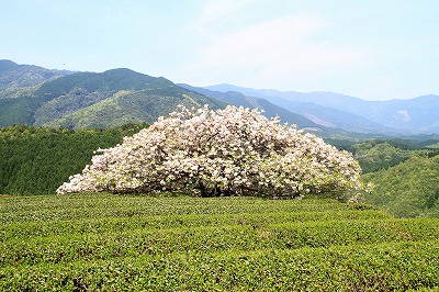 熊本の桜_b0062793_9345619.jpg