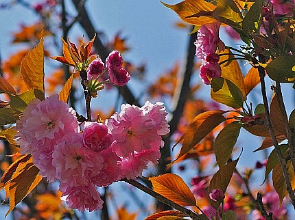 公園の桜が終わると八重桜が咲き始めました_e0176993_98958.jpg