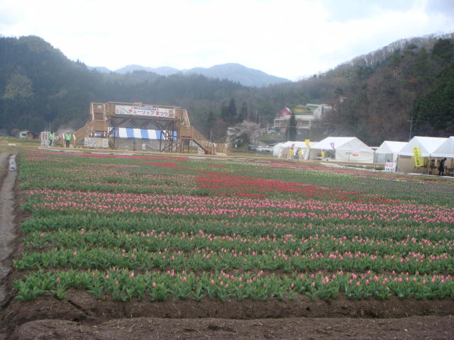 2011但東チューリップ祭りに行く_f0237893_16275460.jpg