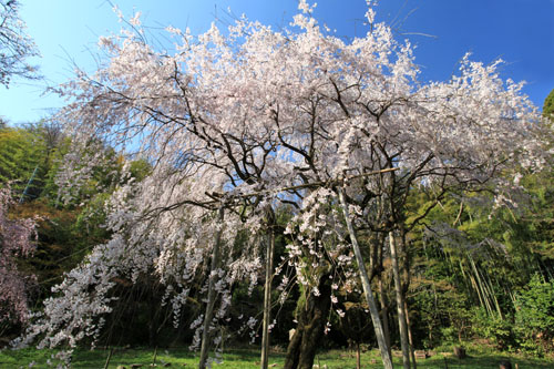 滋賀県の桜２_a0135396_701713.jpg