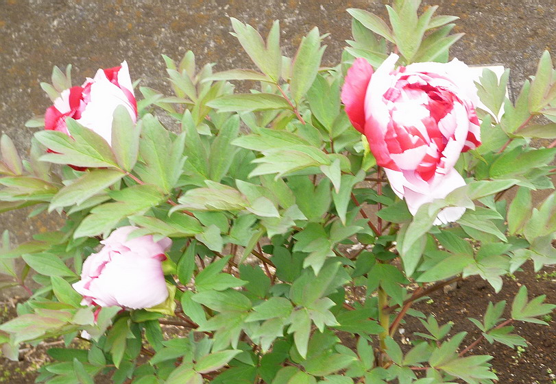 c0138198_1326868.jpg