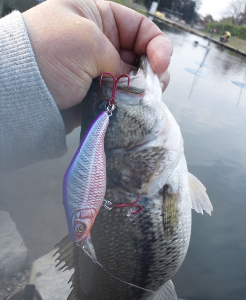 管釣りバス君♪ ~ 宮城アングラーズヴィレッジより_d0145899_415869.jpg