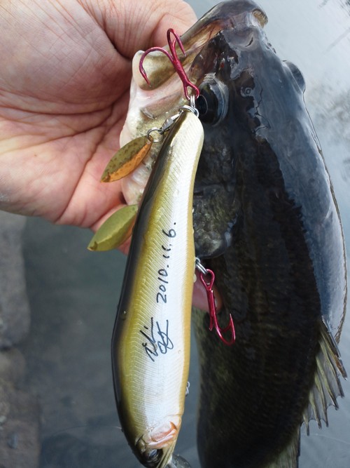 管釣りバス君♪ ~ 宮城アングラーズヴィレッジより_d0145899_4165012.jpg