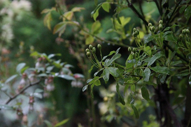 a0123003_101095.jpg