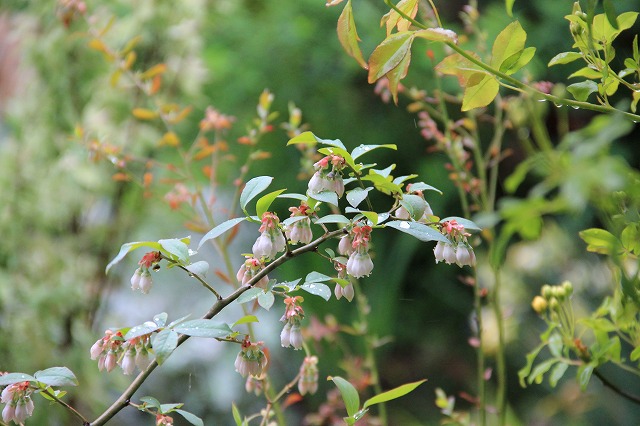 a0123003_10253878.jpg