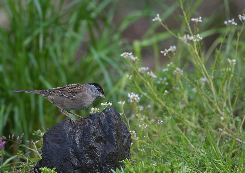 キガシラシトド_f0231403_1831277.jpg