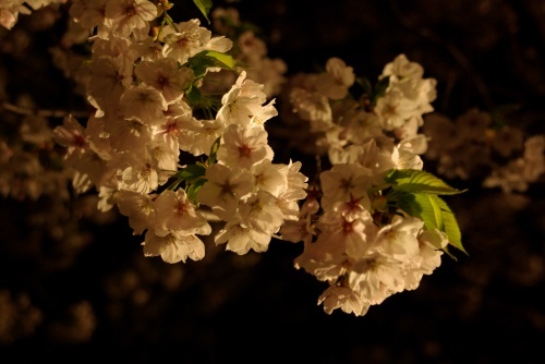 王子動物園の夜桜_a0078106_16184234.jpg